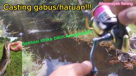 Casting Gabus Haruan Sensasi Strike Bikin Ketagihan Hobby Mancing