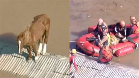 Cavalo Caramelo é resgatado de telhado de casa no Rio Grande do Sul