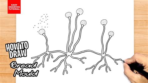 How To Draw Rhizopus With Labelled Bread Mould Diagram 52 OFF