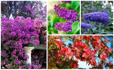 10 Beautiful Drought Tolerant Shrubs Garden Lovers Club