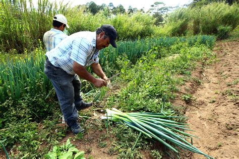 Gobierno Aprueba Millones De Lempiras Para Apoyo Financiero A