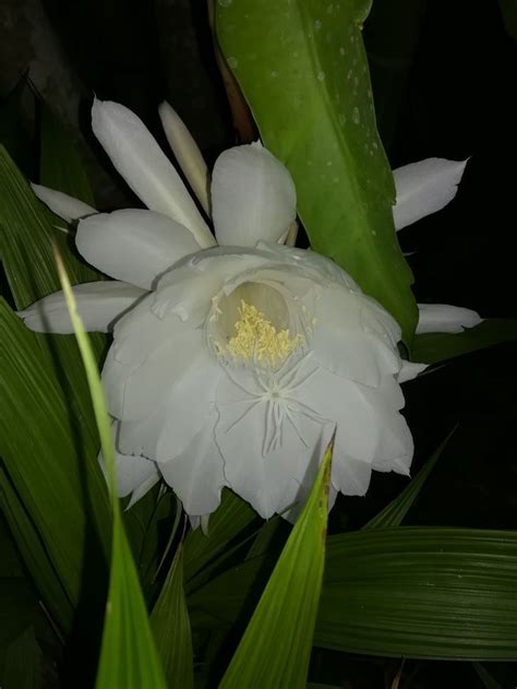 QUEEN OF THE NIGHT Hanging Baskets Plants Garden