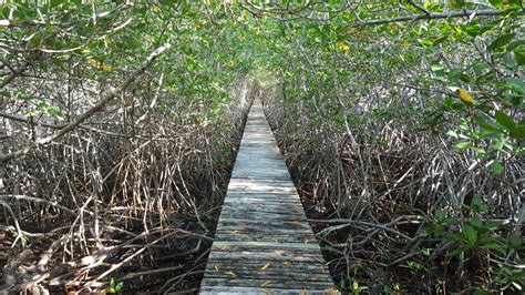 Fotos gratis árbol agua naturaleza bosque rama sendero puente