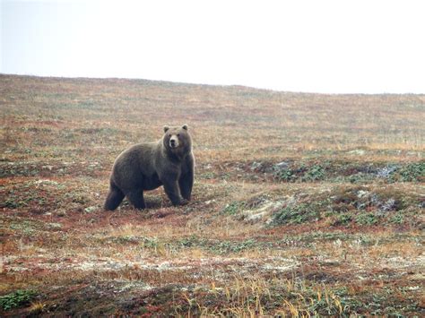 Bear Brown Predator The - Free photo on Pixabay - Pixabay