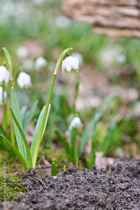 Märzenbecher Leucojum vernum oder Schneeglöckchen blühend im Frühling