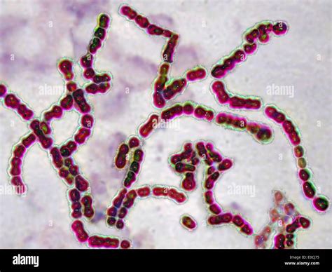 Streptococcus Pyogenes Fotografía De Stock Alamy