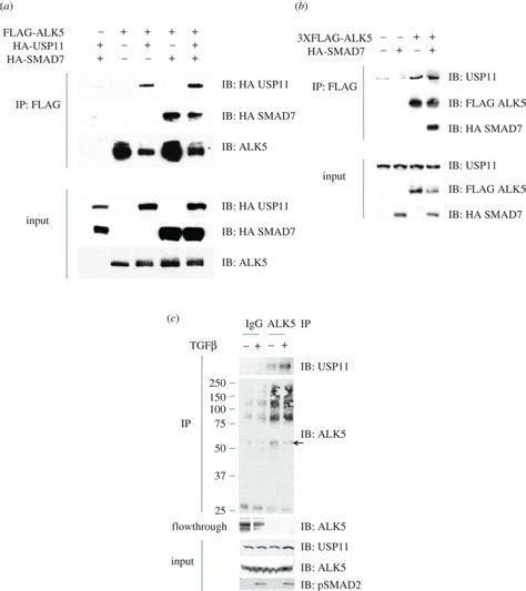 Usp11 Interacts With Alk5 A Hek293 Cells Were Transiently