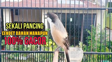 Gacor Ini Pancingan Cendet Gacor Efektif Bikin Burung Cendet Lain Jadi