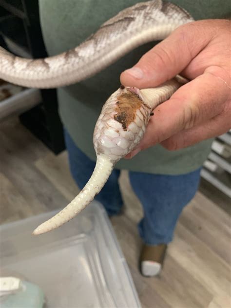 Ball Python Has An Infection Behind Her Cloaca Drain Pus Creamy And Smelly 2 Cc Or More