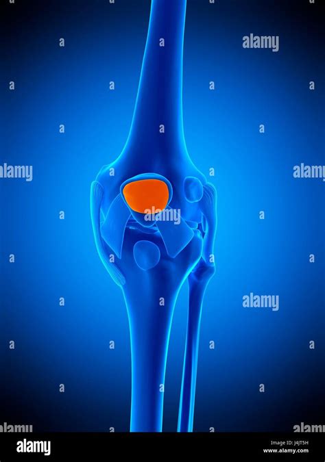 Prepatellar bursa hi-res stock photography and images - Alamy