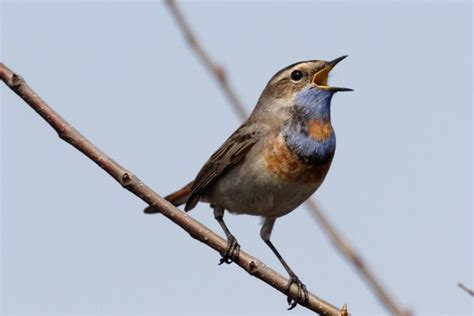 Sweet sound of birds chirping at Kanpur zoo by press of a button - The ...