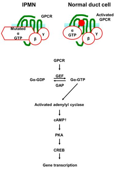 Cancers Free Full Text Genetic Mutations Of Pancreatic Cancer And Genetically Engineered