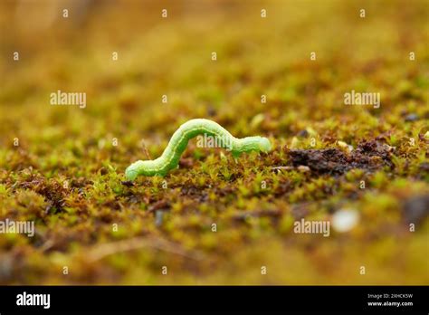 Caterpillar From Winter Moth Operophtera Brumata Caterpillar From
