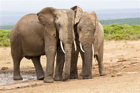 Two Elephants Standing Rubbing Against Each Other Stock Image Image