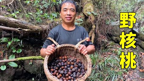 湖南大山又到吃野核桃的季节，冬宝和爸爸轻松搞一背篓，太爽了！【湘西冬宝】 Youtube