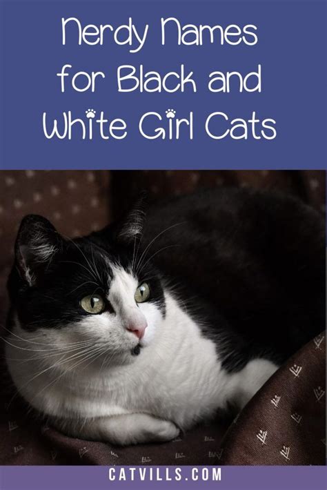 62 Darling Black and White Cat Names | Cat names, Cute cat names, Girl ...