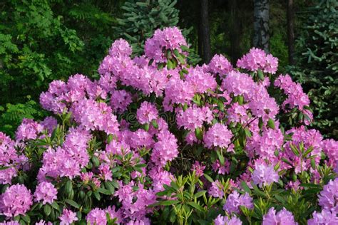 Beautiful Blooming Rhododendron. Hybrid Rhododendron Bush in Summer ...