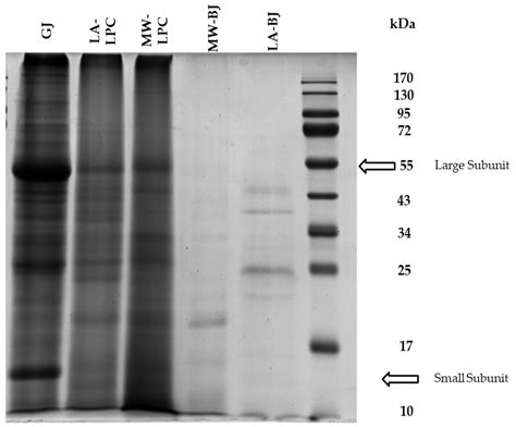 Foods Free Full Text Comparison Of Wet Fractionation Methods For