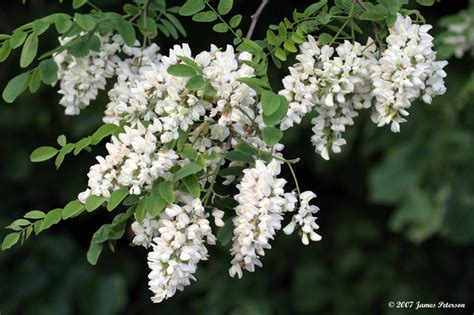 Honey Locust Tree Flowers (16966) photo - Jim Peterson photos at pbase.com