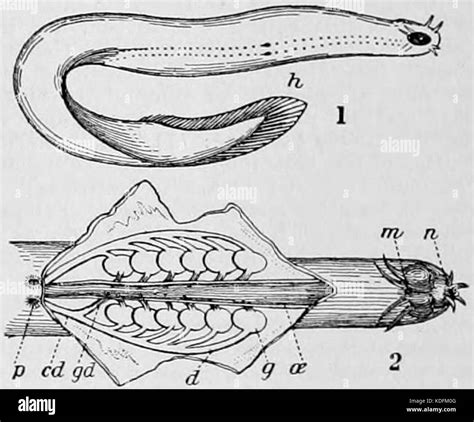 Hagfish myxine glutinosa hi-res stock photography and images - Alamy