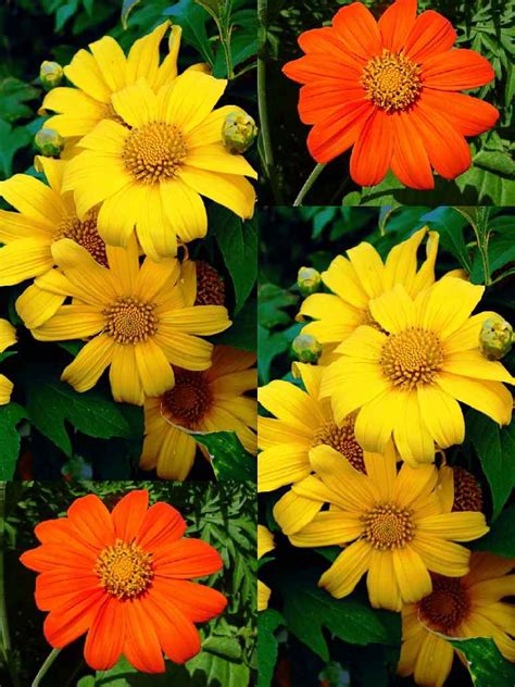 Tithonia Flower Seed-Hybrid – seed and plant