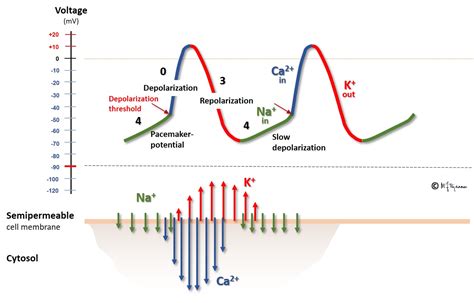 Role Of Sodium In Leading To A Depolarization Clearance