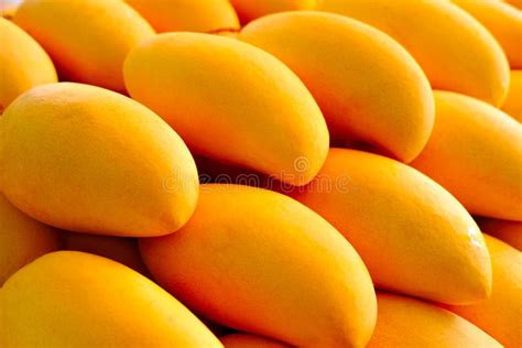 Fresh Ripe Exotic Mango Stack Stock Photo Image Of Mangos Fresh