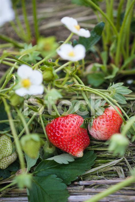 Strawberry Fields Stock Photo | Royalty-Free | FreeImages