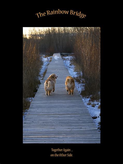 The Rainbow Bridge Photograph By Rhonda Mcdougall Fine Art America