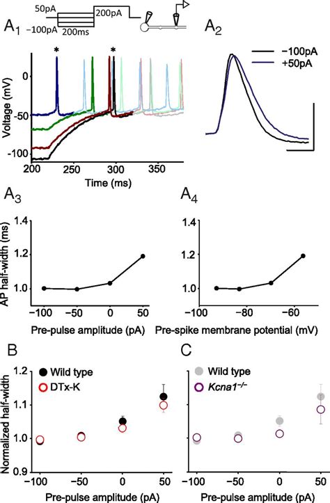 Kv1 1 Channelopathy Abolishes Presynaptic Spike Width Modulation By