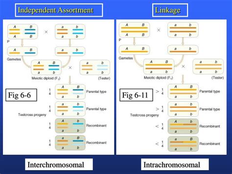 Ppt Download Lab Handouts Powerpoint Presentation Free Download Id746626