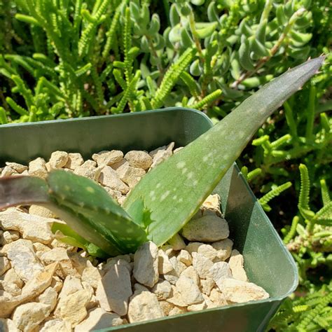 Shop For Aloe Marlothii Sinkatana Succulent Online Planet Desert