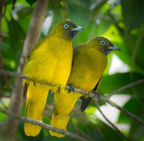 Andaman Islands Bird Tour| Monkey Business Safaris