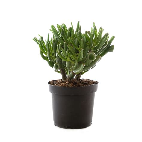 Healthy Home Hobbit Jade Crassula Ovata Succulent Plant In Grower Pot