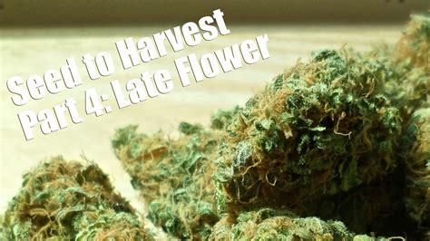 Seed to Harvest Part 4: Late Flower & Harvest