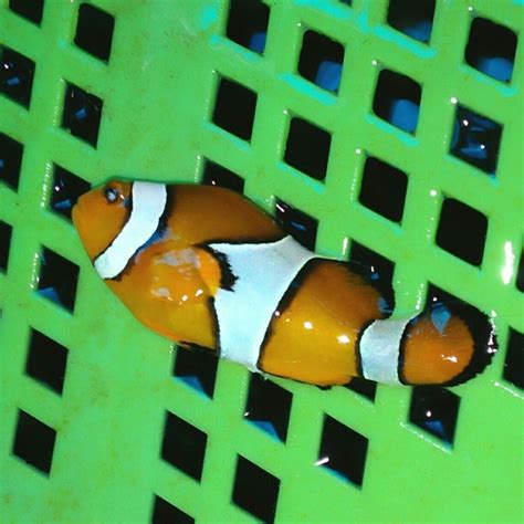 Gambar Ikan Nemo Hitam Putih Gudang Gambar Viral Hd