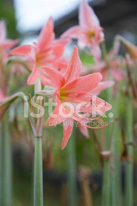 Hippeastrum Flower Stock Photo Royalty Free Freeimages