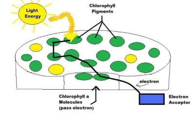 Light Reaction Of Photosynthesis Definition Diagram Products