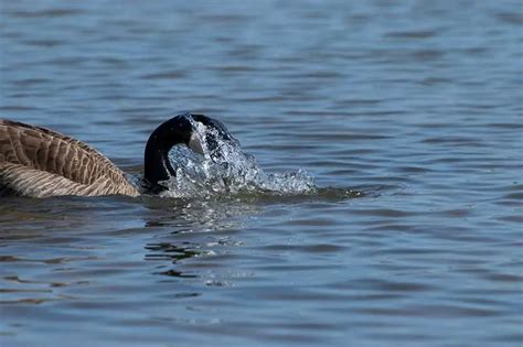 10 Types Of Birds That Swim Underwater With Pictures Bird Feeder Hub