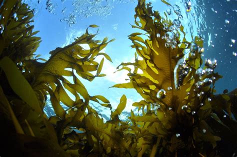 Kelp Naturally Rich In Iodine Super Synbiotics