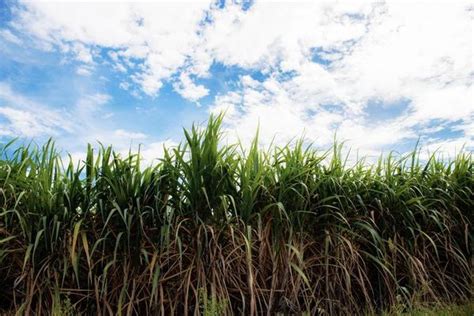 Sugar Cane Farm Stock Photos, Images and Backgrounds for Free Download