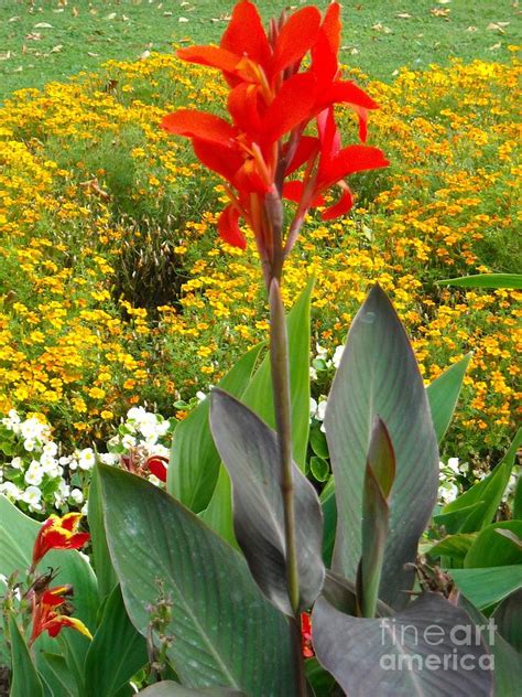 Tall Plants And Flowers At Mary Stocker Blog