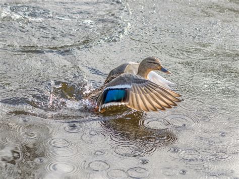 Fond D Cran Des Oiseaux Eau La Nature Le Sable En Volant Faune