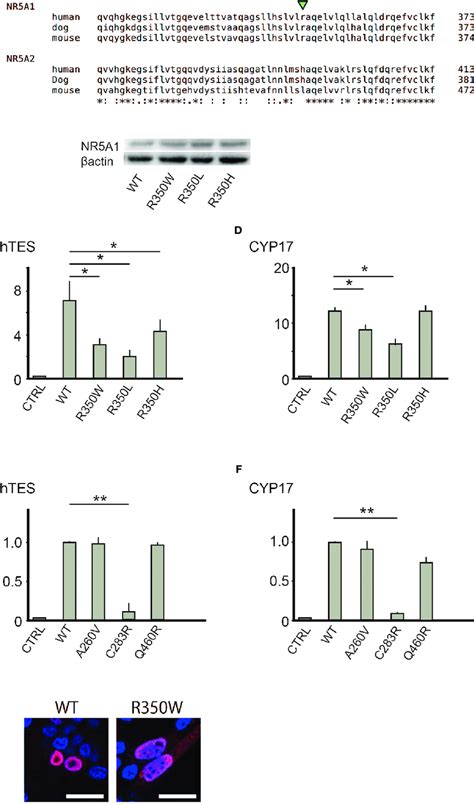 A R350 Is Conserved Among Nr5a1 Of Various Species But Not In Nr5a2