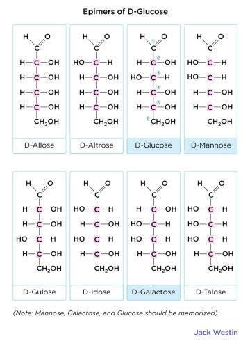 Epimers And Anomers - Carbohydrates - MCAT Content