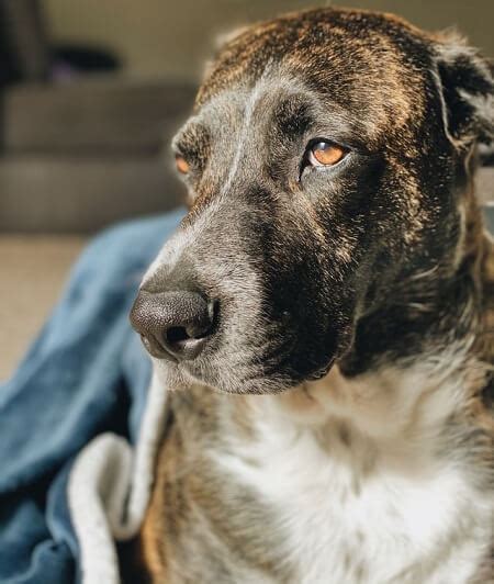 Dur E De Vie D Un Chien Crois Combien D Ann Es Dxe France