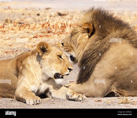 Leones Africanos Fotografías E Imágenes De Alta Resolución Alamy