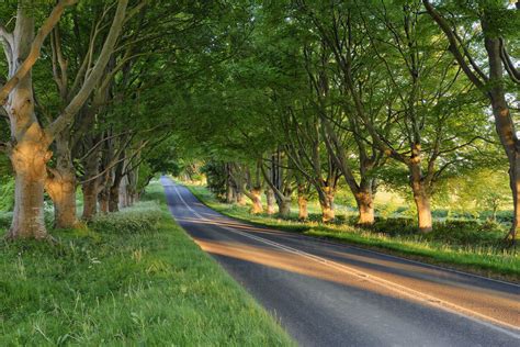 Tree Lined Road Near Wimborne Dorset England UK Stock Photo