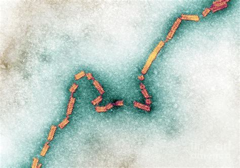 Human Parainfluenza Virus 1 Photograph By Ami Imagesscience Photo