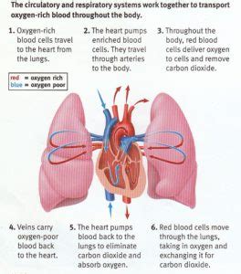 Sample 1: Heart and Lung Diagram - DIAGRAM Center